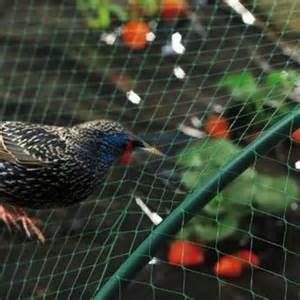 Rifornimento della fabbrica industriale giardino dell'uva stagno di pesci <span class=keywords><strong>Anti</strong></span> reticolato per la cattura del piccione canarino