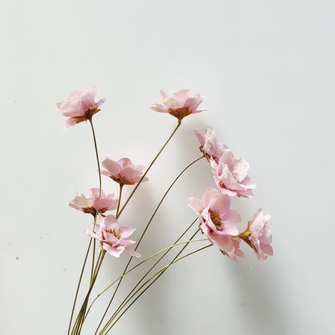 10 pink brushes