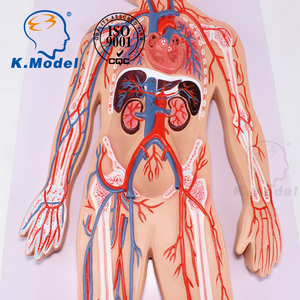 CBM-413D Medical Science Human Blood Circulation System Anatomy Model