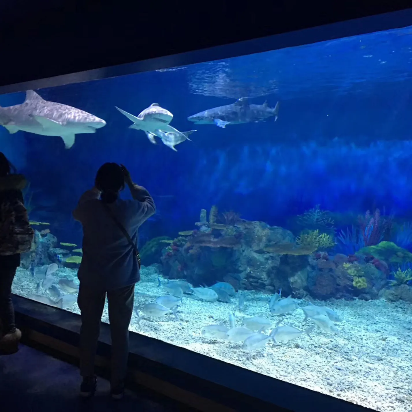 Aquarium mural en acrylique transparent, aquarium mural, fournitures de poissons