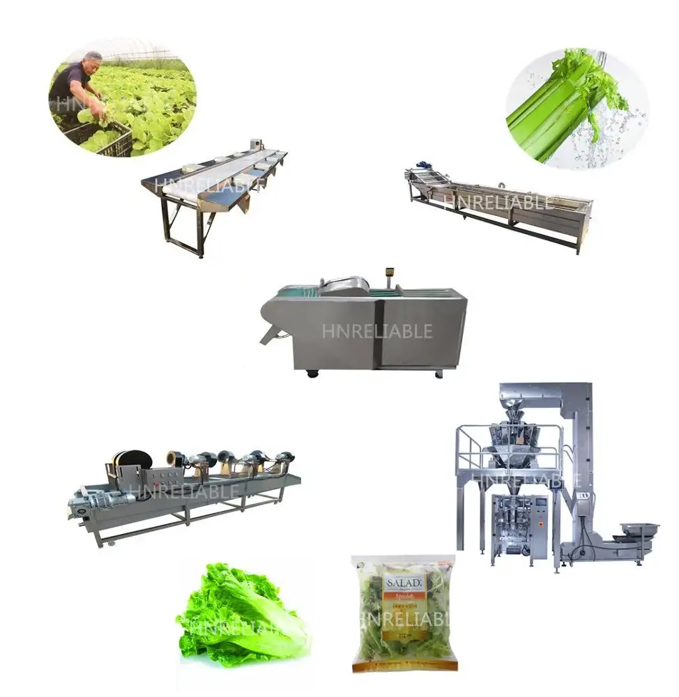 Professionale foglia di insalata di verdure macchina per caffè/verdura di lavaggio linea di lavorazione per la vendita