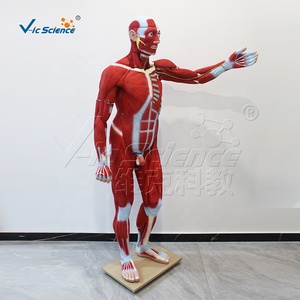 Life-size 176cm <strong>Human</strong> Muscle Anatomy Model Medical Science Anatomical Education Model