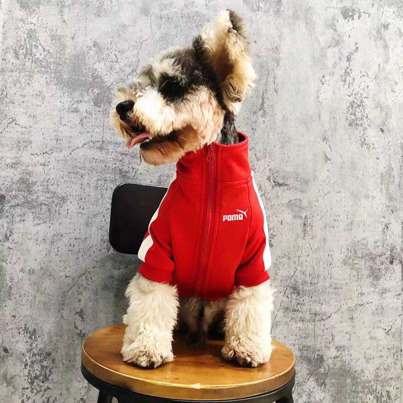 Yellow dog raincoat