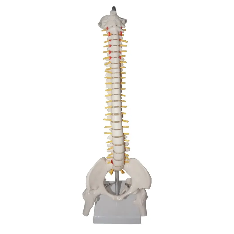 Mini colonne vertébrale naturelle en plastique, 1 pièce, 45cm