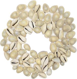 (ADAM) EXCELLENT PRODUCT to DECORATE/ GOLDEN COWIRE <strong>SHELL</strong>/ CHEAP PRICE and LARGE QUANTITY for WHOLESALE - Product Image 5