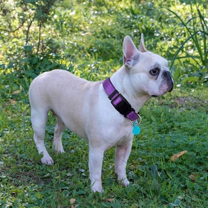 <span class=keywords><strong>Collar</strong></span> de seguridad ajustable de nailon para perro con logotipo personalizado, conjunto de collares y correas acolchadas para mascotas suaves reflectantes para paseos al aire libre, nailon transpirable - Product Image 3