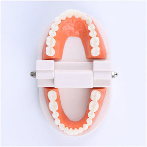 Standard <strong>Tooth</strong> Model Dental Mode for Brush Training and Practice Human <strong>Tooth</strong> Model - Product Image 1