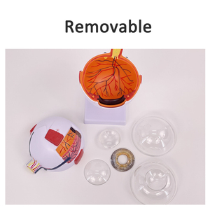 SCIEDU İnsan göz küresi modeli 6 kez büyütülmüş göz küresi modeli Otorhinolaryngology göz yapısı İnsan anatomisi Model beyin - Product Image 4