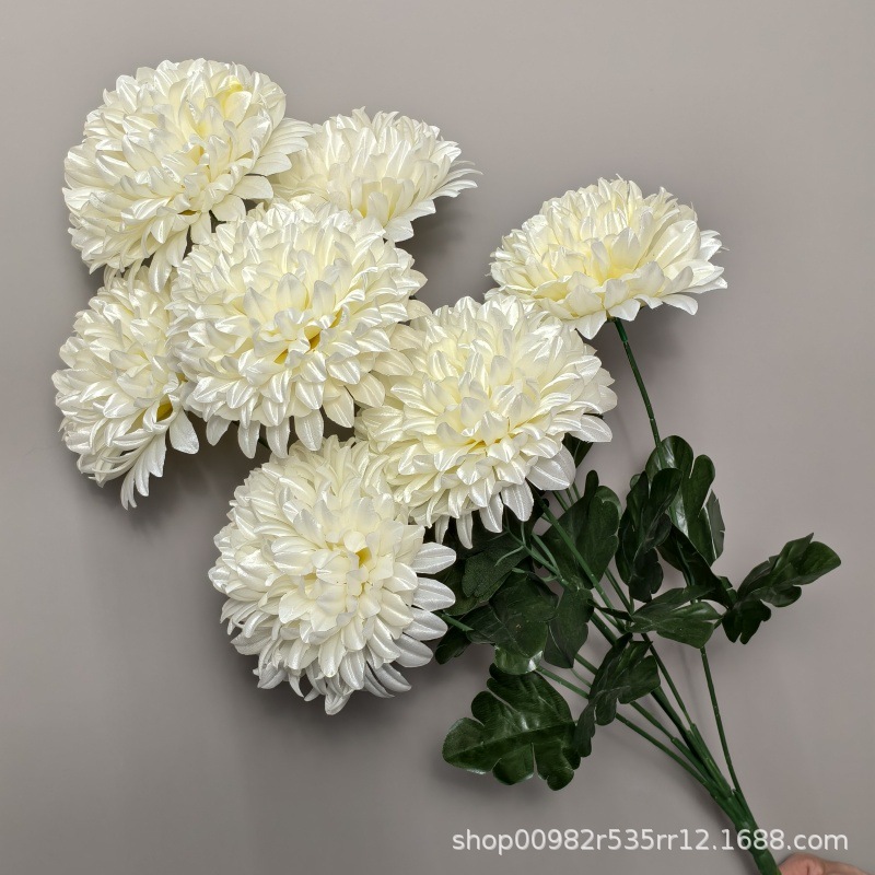 Chrysanthème boule blanche
