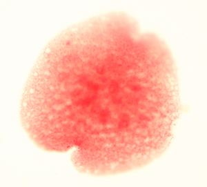 Fitologia Botânica Planta Microscópio Slide para a Ciência Médica Preparação
