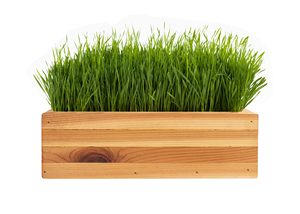 Kit de hierba orgánica para gatos de interior, macetas de cerámica hechas a mano, bonificación de hierba gatera, maceta de estilo rural, uso doméstico, suelo de centro comercial - Product Image 2
