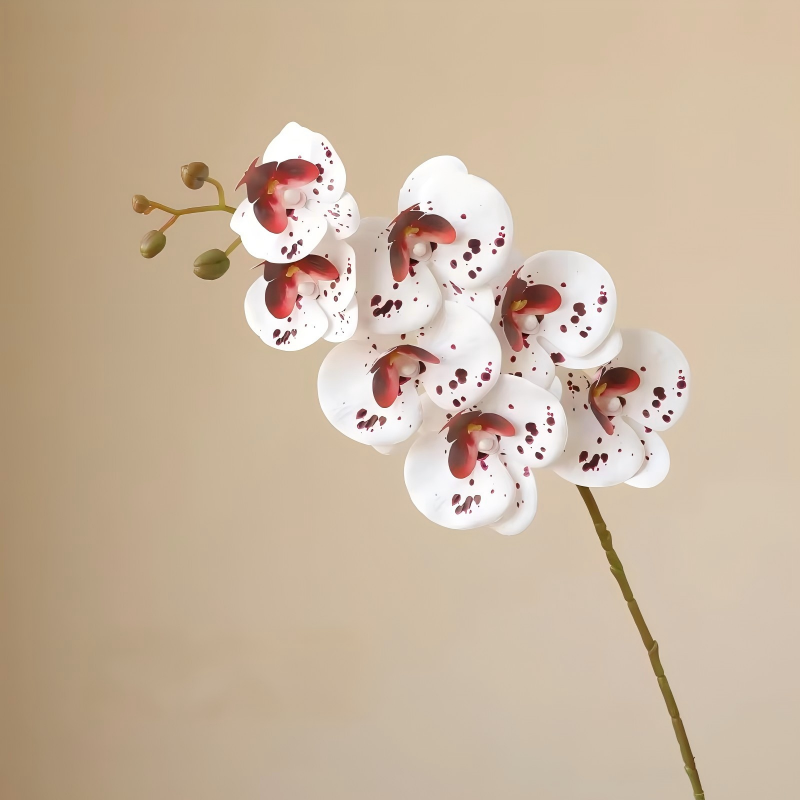 Blanc avec Bourgogne