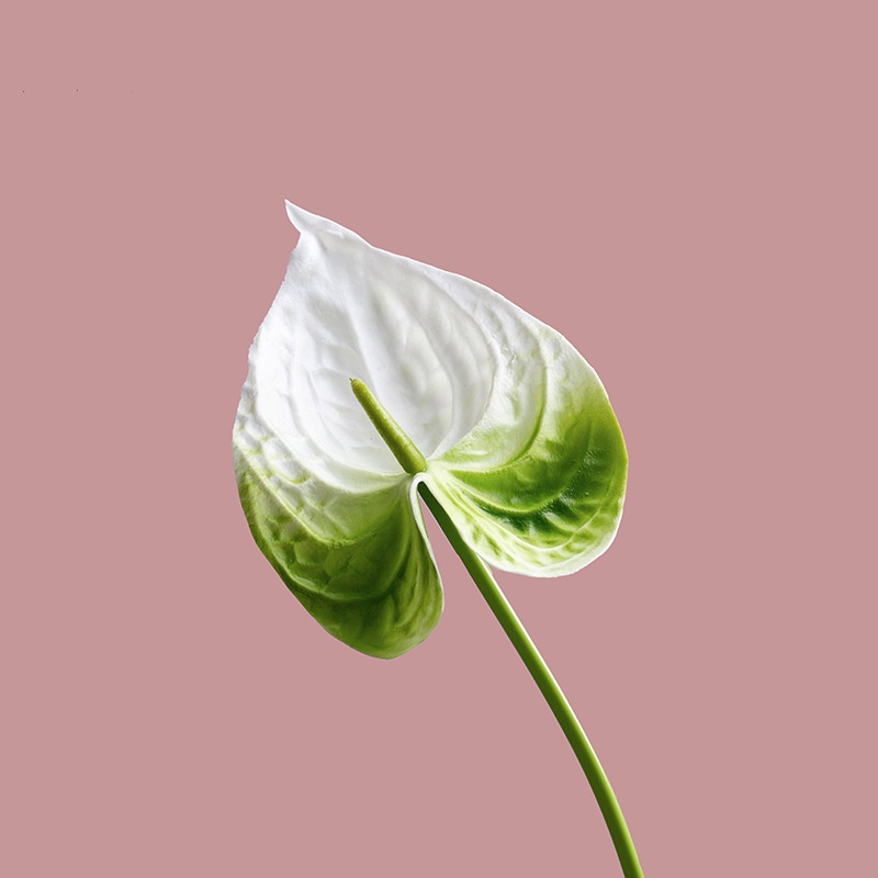 Blanc