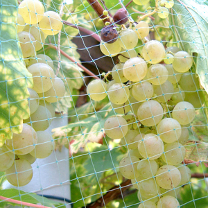 Rete da caccia invisibile per reti anti-uccelli in rete di plastica resistente ai raggi UV a traliccio per la protezione degli uccelli - Product Image 3