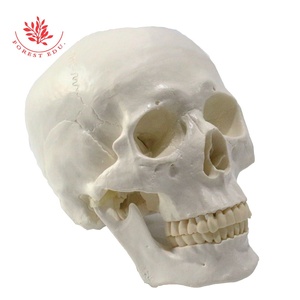 İnsan kafatası modeli anatomi tıbbi De belden hayat boyutu Pvc malzeme tıbbi yetişkin 3 çıkarılabilir diş kafa iskelet modeli - Product Image 6