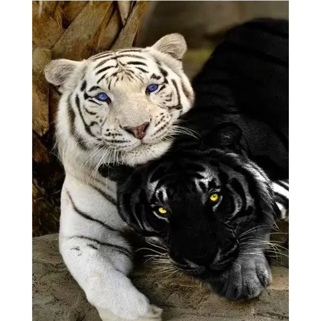 HISTONE-pintura al óleo por números, al por mayor, pintura al óleo acrílica por número con imagen de tigre blanco y negro, envío directo