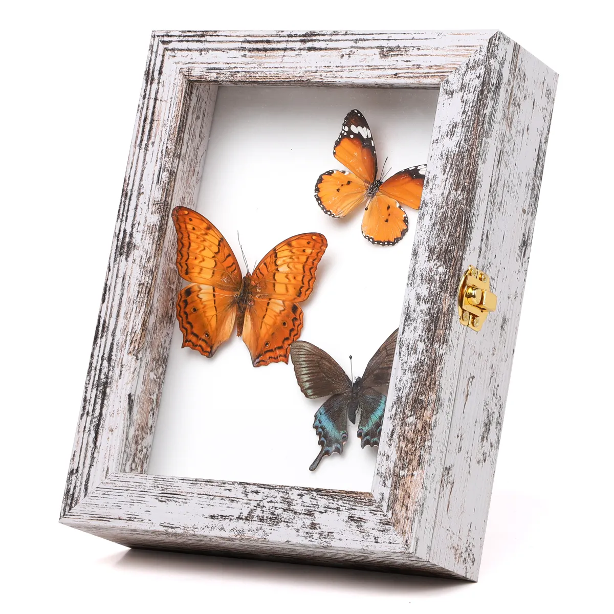 Vitrina de insectos Montaje en pared o exhibición de mesa Marco de caja de colección de muestras de mariposa con tablero de espuma Eva y pines de 3 tamaños