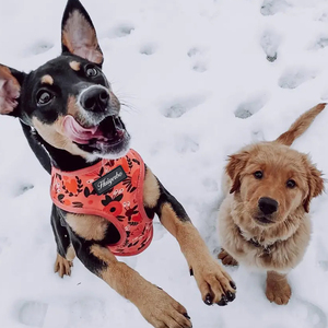 Set Tali Kekang dan Kekang Anjing Bulldog Perancis Jaring Pelangi Yang Dapat Disesuaikan Desain Mode Cetak - Product Image 6