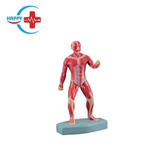 HC-S237人の筋肉解剖学モデル人体の浅い筋肉モデル - Product Image 3