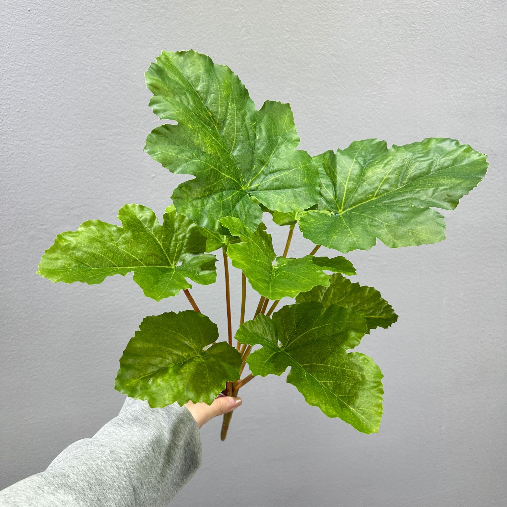 9 têtes de feuilles de cantaloup vertes