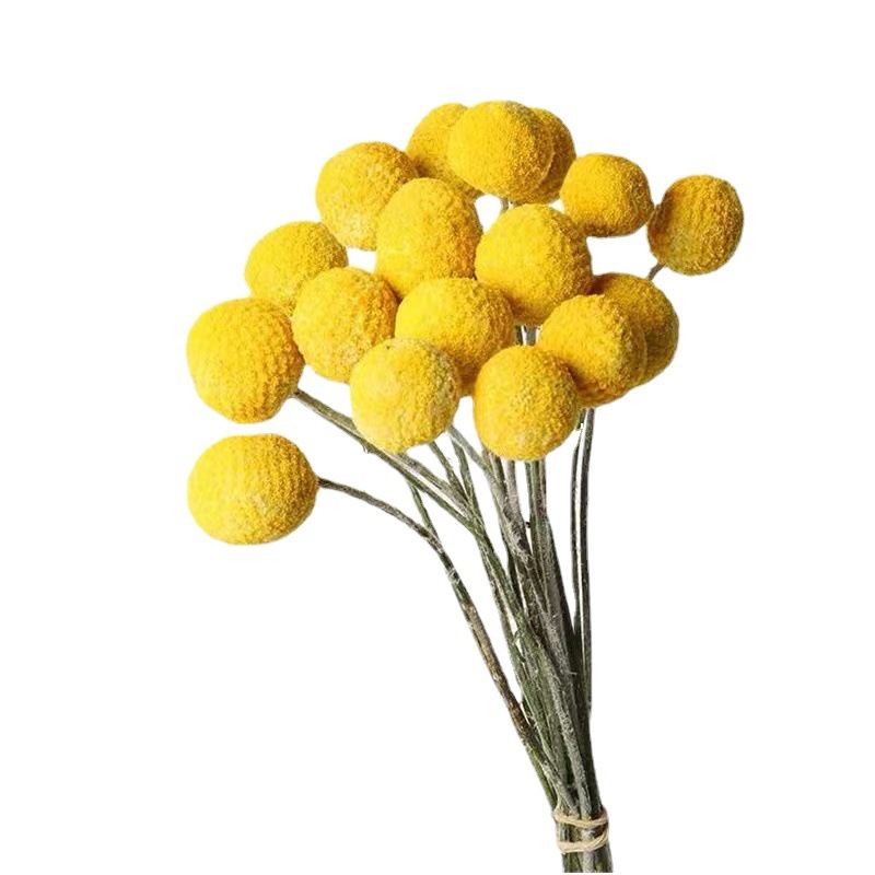 Globosa Craspedia