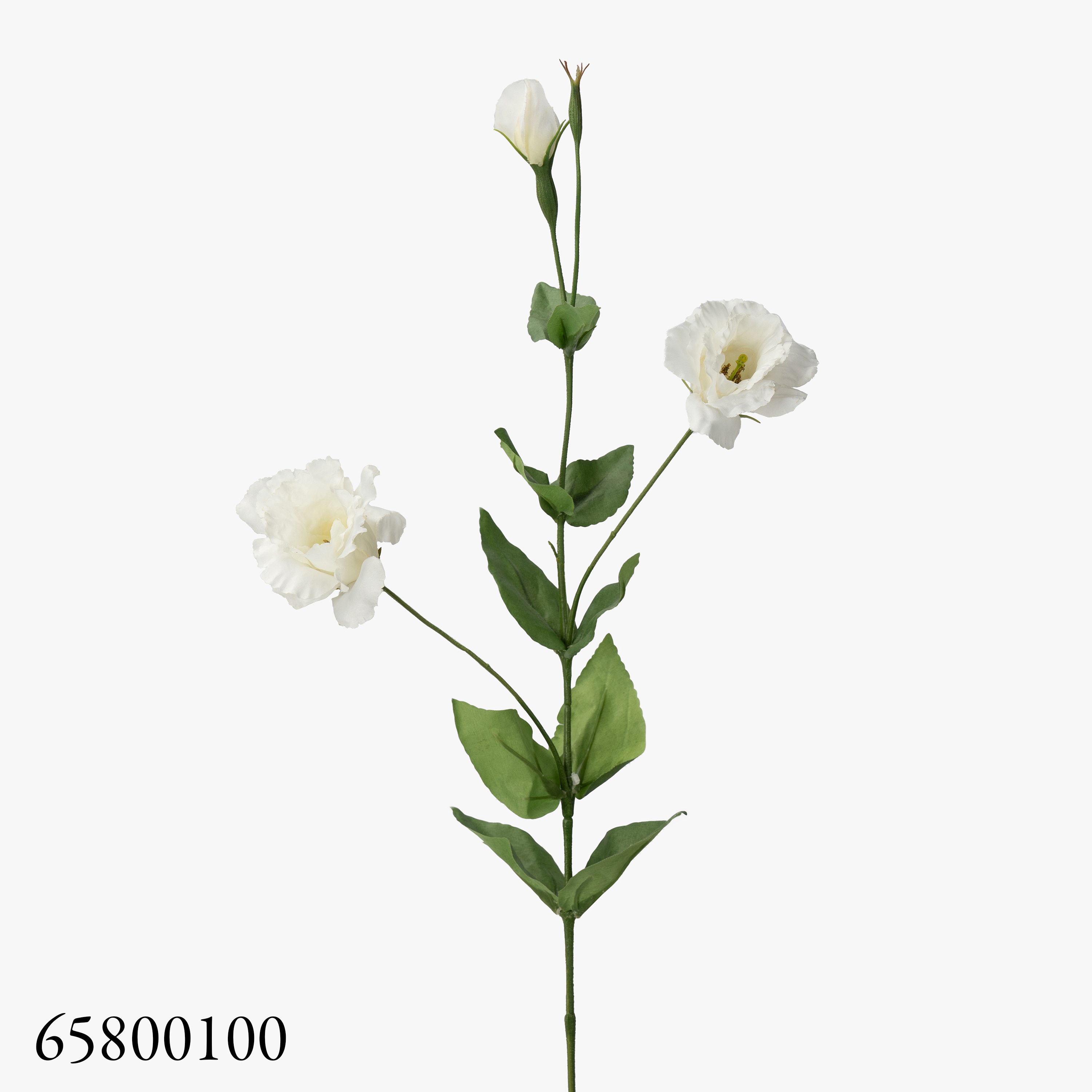 Blanc00
