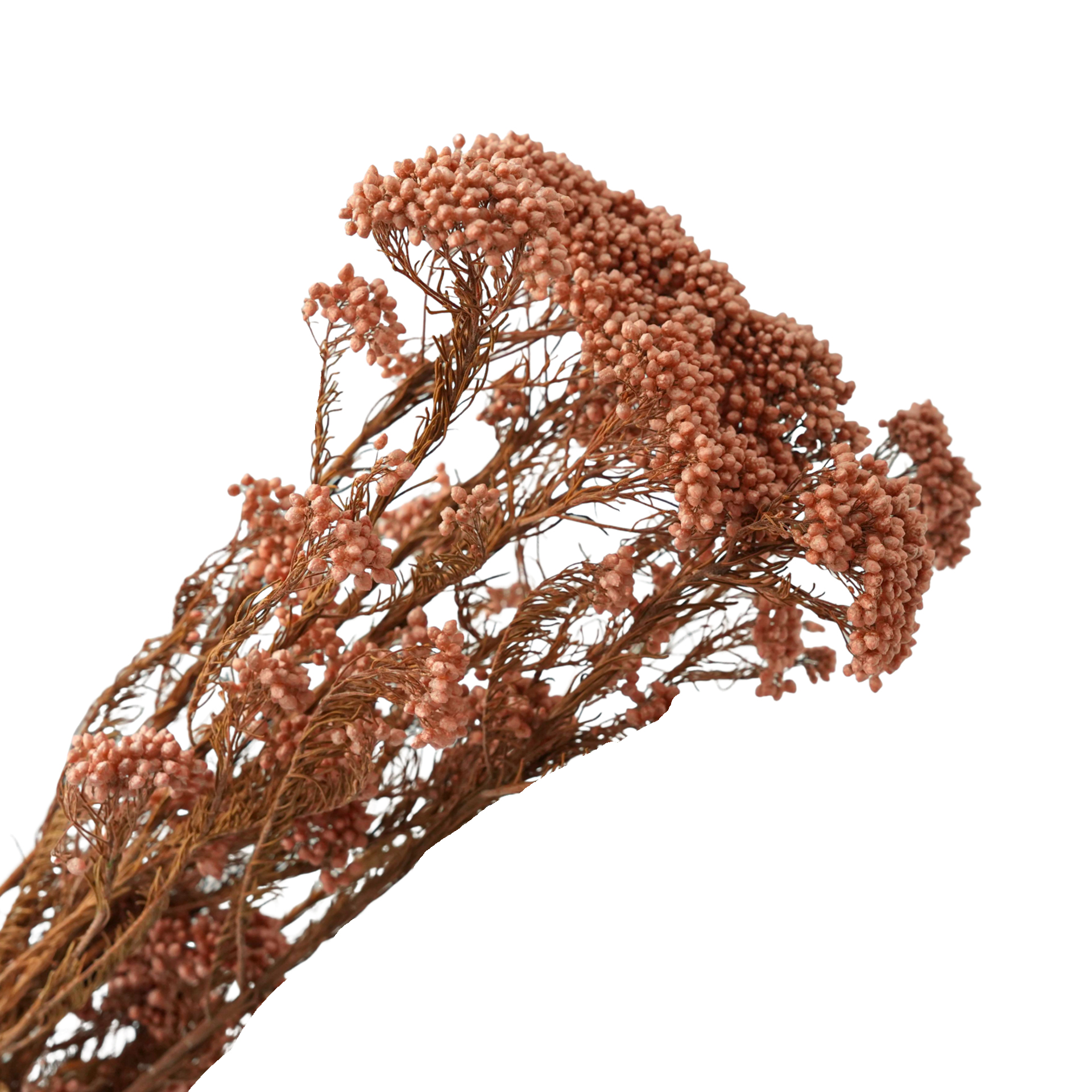 ash pink-85g
