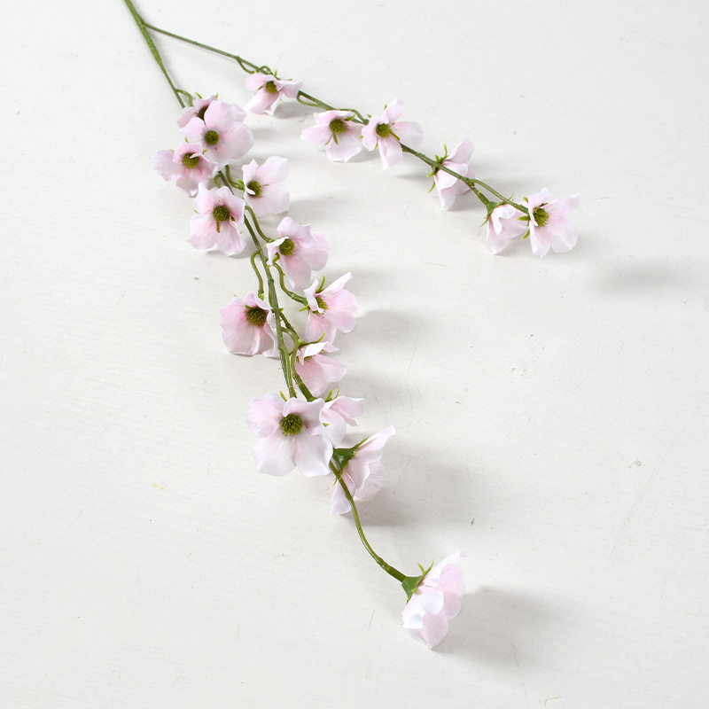 Bégonia à deux branches, haute tige.