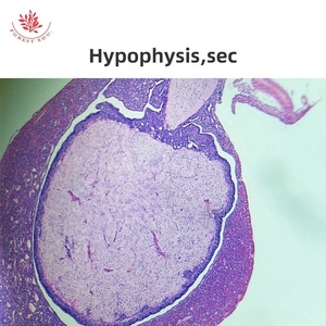 Kính phòng thí nghiệm chuẩn bị kính hiển vi mô học trượt mô động vật điển hình hệ thống nội tiết - Product Image 3