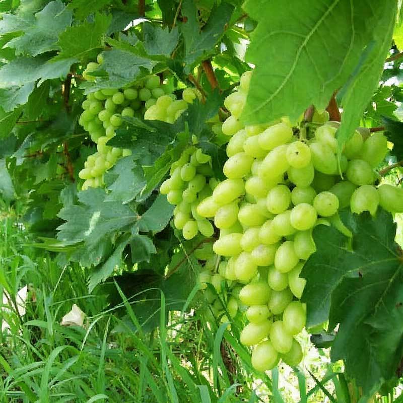 8 # Canneberge