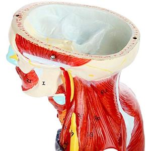 人間の筋肉器官モデル半生サイズ筋肉図取り外し可能臓器人間の筋肉解剖学モデル27部 - Product Image 5