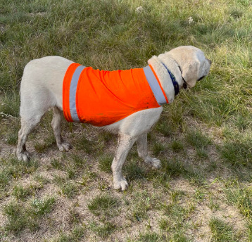 Fluorescent orange (bx001)