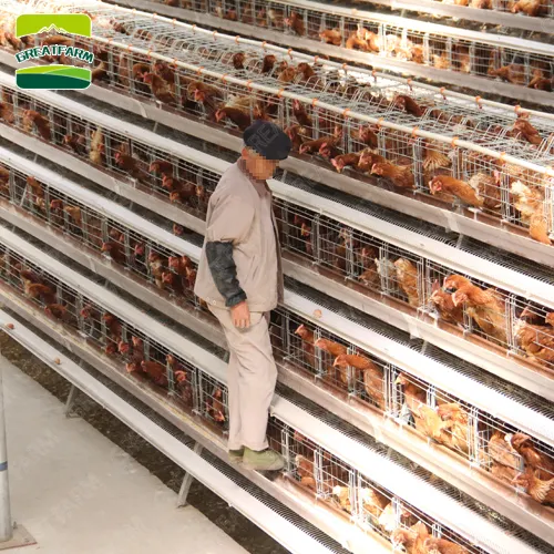 Equipo agrícola para cobertizo de pollos 200, venta de gallineros, cría de gallinas ponedoras a la venta Motor Nuevo producto nuevo 2020 proporcionado