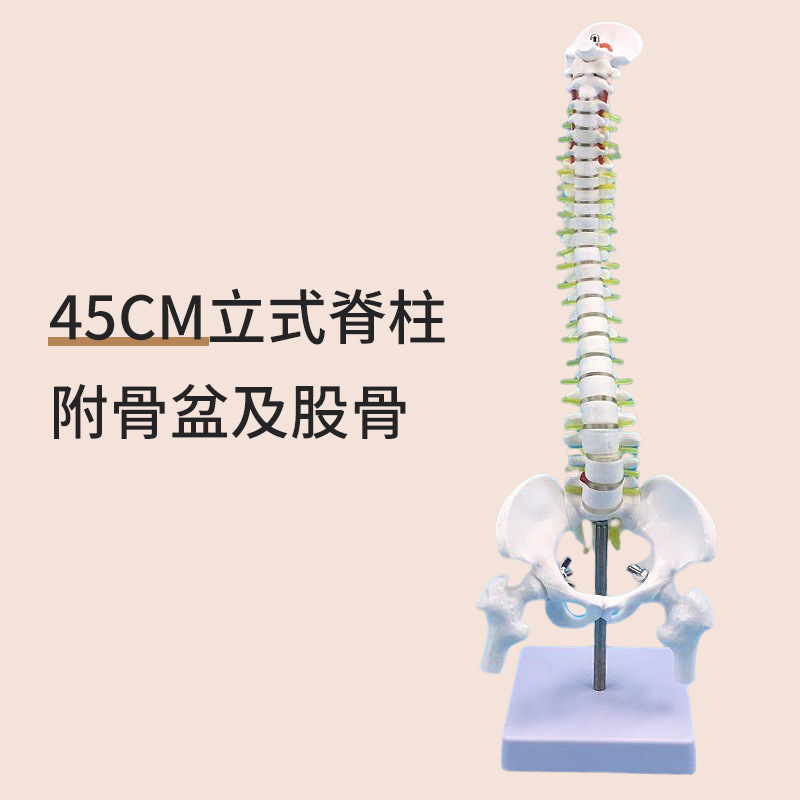 45cm vertical spine with pelvis and femur