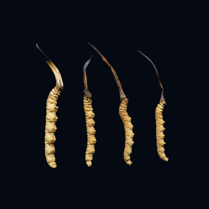 Hữu cơ khô dong trung ha thao Top Grade Cordyceps Sinensis tinh khiết Hoang Dã Tây Tạng Cordyceps Sinensis - Product Image 2