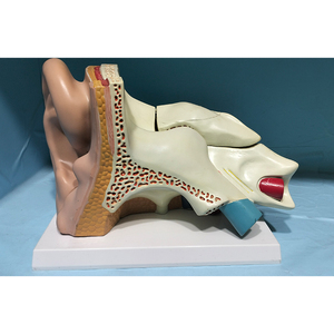 İnsan kemiklerinin anatomik modeli kulak anatomik modelini 5 kez büyütür - Product Image 1