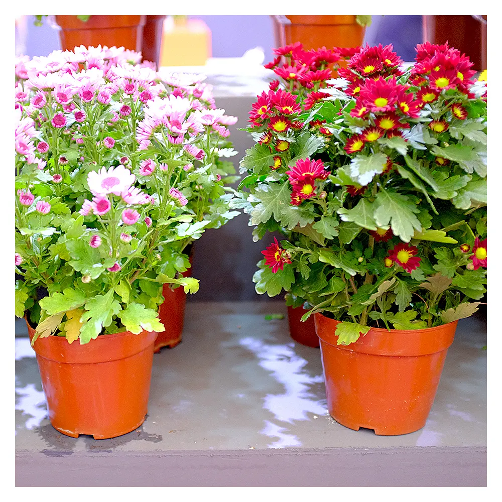 Grosir Pot Bunga Plastik Penjualan Terbaik untuk Tanaman Pembibitan Taman