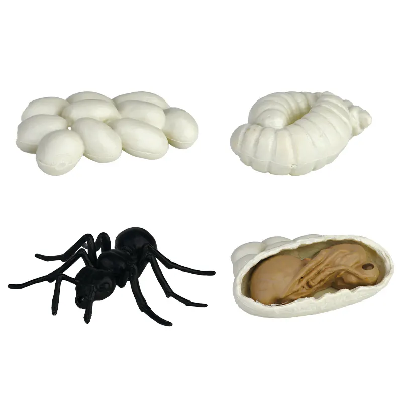 Ciclo de crecimiento de hormigas educativo Montessori ciclo de vida modelo insecto mundo juguete