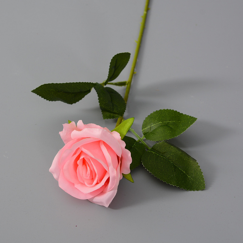 Rosa seta