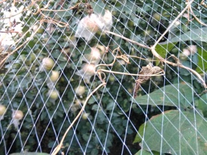 Vogelschutz netz Anti-Bird HDPE-Netz mit Kunststoff-und Nylon materialien geschnitten und geformt in Rollen verpackt