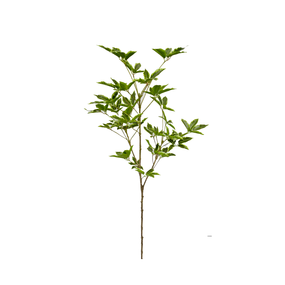 PL005-3-GREEN