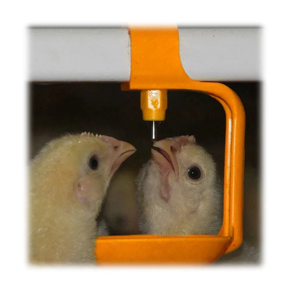 Fábrica venda galinheiro galpão avícola frango fazenda equipamentos para 10000 aves