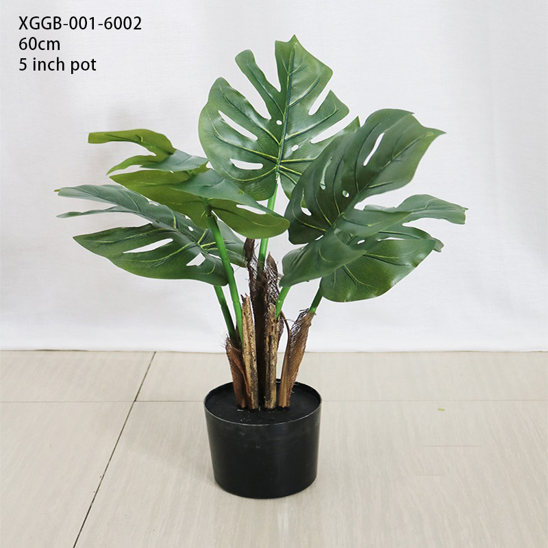 60cm/Monstera