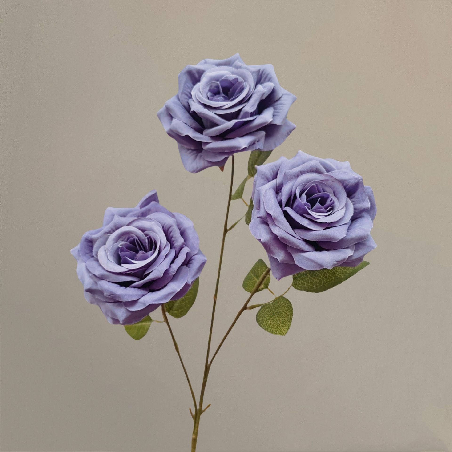Pourpre poussiéreux