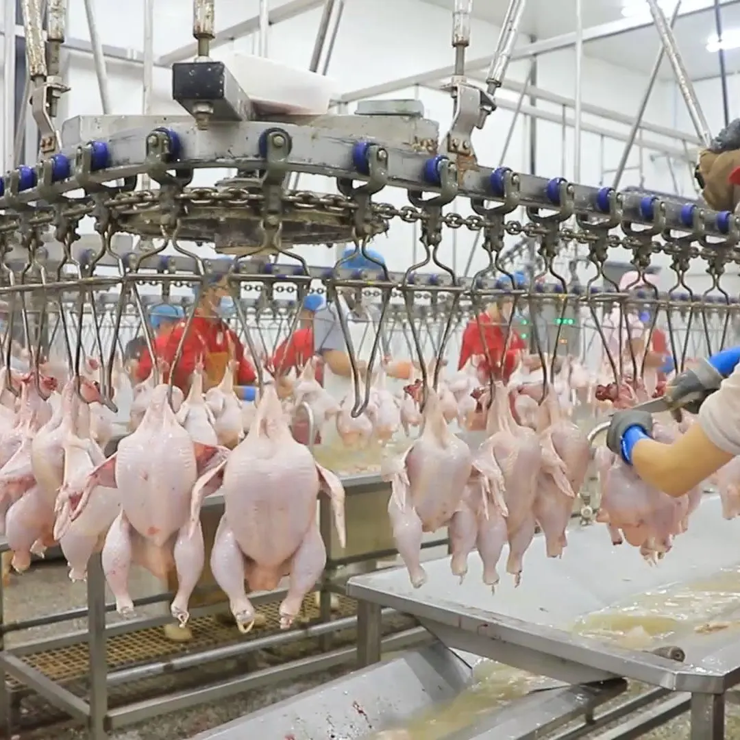 500Bph Poultry Chicken Slaughtering Processing Line