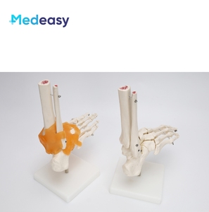 İnsan ayak eklem modeli/olmadan bağ - Product Image 6