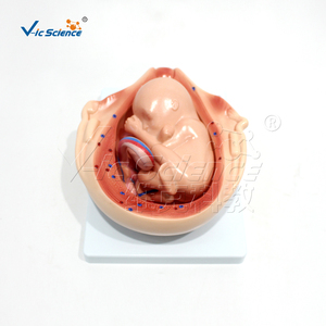 แบบจำลองคุณภาพสูงของกระบวนการพัฒนาสำหรับทารกในครรภ์ - Product Image 5