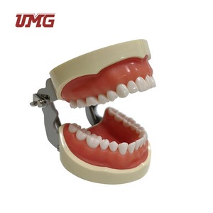 Toptan tıbbi Normal insan standart diş modeli - Product Image 2