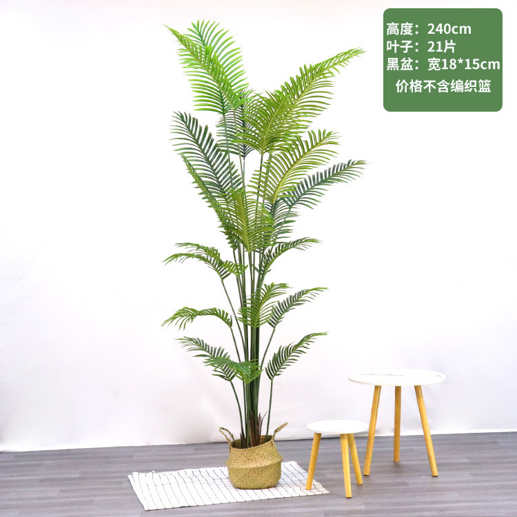 Nuova varietà di palma di areca alta 240 cm