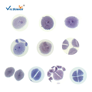 Microscopio preparado diapositivas enseñanza e investigación microscopio meiosis diapositivas conjunto - Product Image 5
